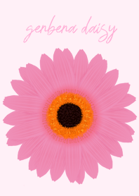 gerbera daisy(brown&pink)