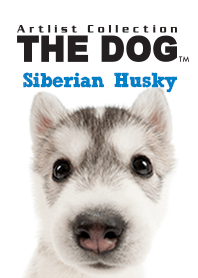 THE DOG Siberian Husky