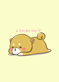 かわいい♡柴犬