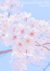 Sakura Photo 225 Not AI