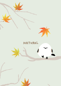 Long-tailed Tit maple11 from Japan