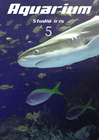 Aquarium5 shark
