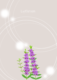 October's birth flower, Lythrum