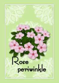 Rose periwinkle(flower)