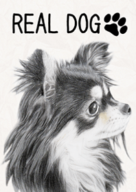 REAL DOG