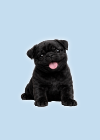Black Pug Plush Theme B/W 04