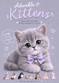 Sweet Gray Kitten
