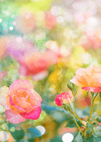 Beautiful rose flower(R1608)