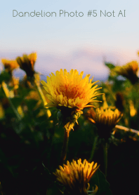 Dandelion Photo #5-22Not AI