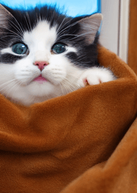 nyanko great runaway#bruba012