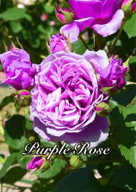 紫色の薔薇 4