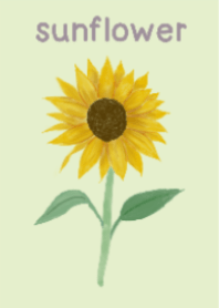 ดอกทานตะวันและแมว