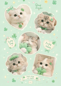 A cat and a lucky clover. 7JP