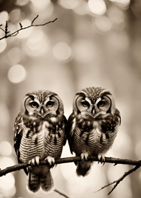 Owl - Nocturnal Operator 41243F
