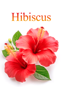 "Hibiscus vol.7" theme