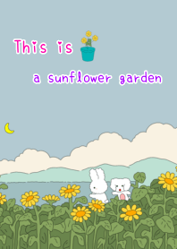 This is a sunflower garden