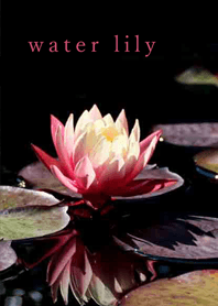 Beautiful water lily flowers1