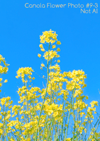 菜の花 Photo#9-3Not AI