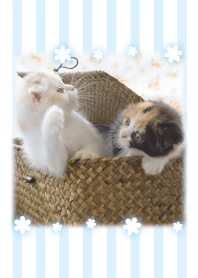 癒し子猫♪Cats garden