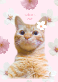 Cherry Blossoms & cat