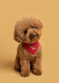 Red Poodle's Derpy Daily