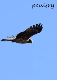 poultry