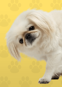 ธีมปักกิ่งสีขาว Yellow 04