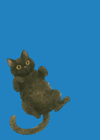 Relaxing black cat on blue