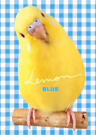 budgerigar Lemon "Checked Blue"