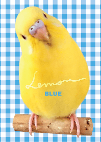 セキセイインコ レモン "チェックブルー"