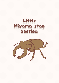 Little Miyama stag beetle!
