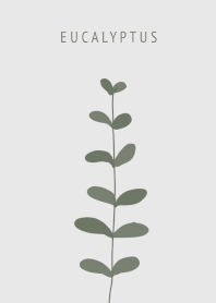 Eucalyptus leaf