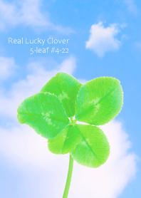 Real Lucky Clover 5-leaf#4-22