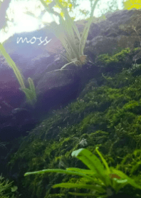 moss～苔～
