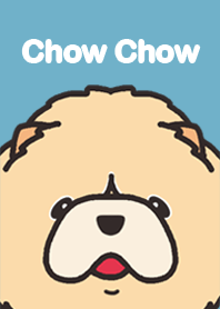 lovely Chow Chow