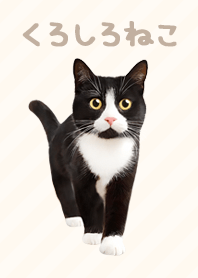 Black and Withe Cat - Light Brown