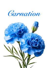 Carnation vol.12