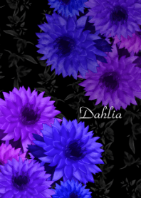 Dahlia -Cool color-