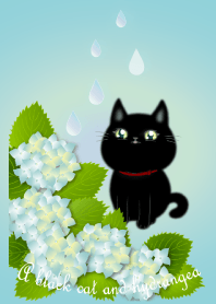 アジサイの花と黒猫ちゃん 1(雨降り編)