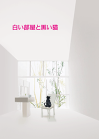 White room and black cat