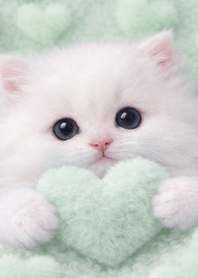Fluffy Mint Green & White Cat