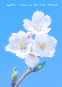 Cherry Blossoms Photo #3-16 NotAI