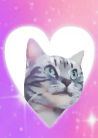 ALL YOU NEED IS CAT