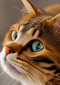 nyanko great runaway#bvuaz33