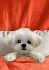 療癒趣味蓋棉被狗勾-馬爾濟斯1A 橘紅色