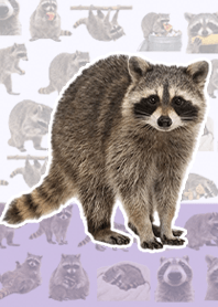 浣熊 写实 浅紫色