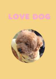 かわいいトイプードル