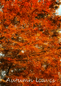 Autumn leaves~色彩~