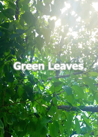 Green Leaves-グリーンリーフ