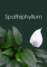 Spathiphyllum(peace lily,pathe flower)